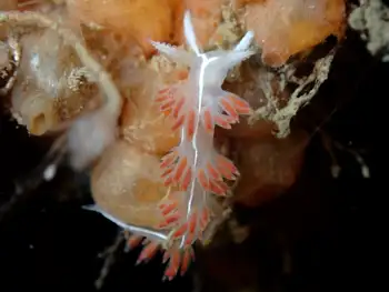 Three Lined Nudibranch