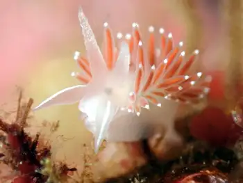 Red Gilled Nudibranch