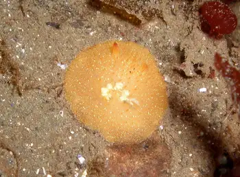 Sandalwood Nudibranch