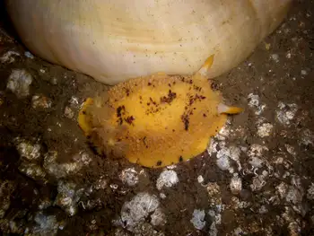 Monterey Sea Lemon