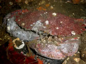 Red Rock Crab