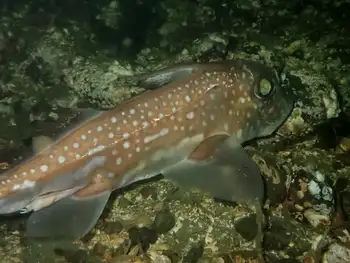 Ratfish