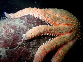 Sunflower Star