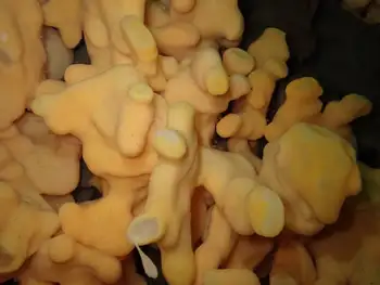 Cloud Sponge