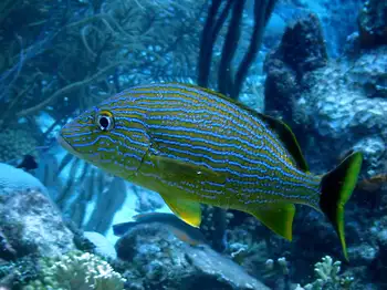 Fish