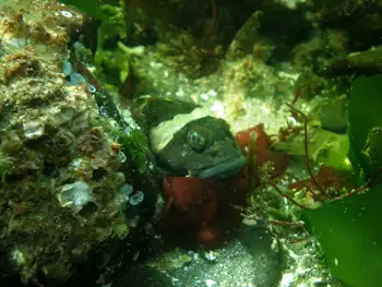 great sculpin