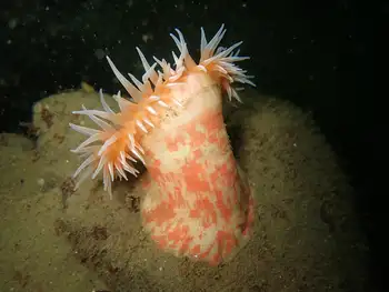 Painted Anemone