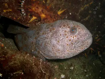 Wolf Eel