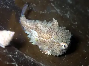 Spiny Lumpsucker