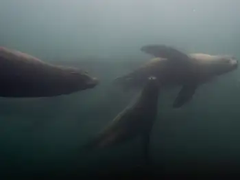 California Sea Lions