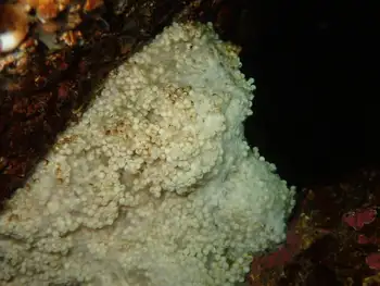 Eggs Lingcod