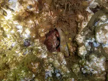 Pygmy Rock Crab