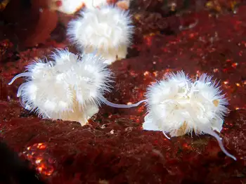 short plumose anemone