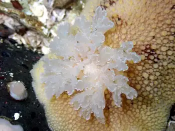 Noble Sea Lemon