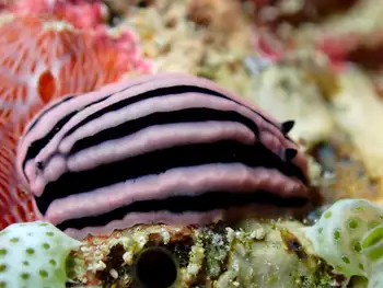 rose phyllidiella nudibranch