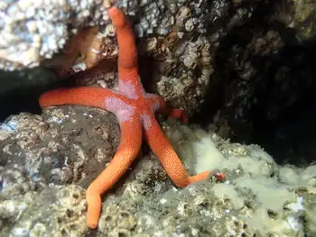 armpit blood star