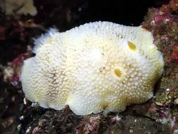 Noble Sea Lemon