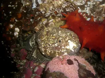 Great Sculpin