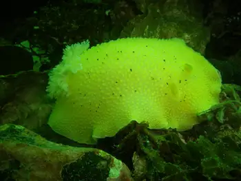Noble Sea Lemon