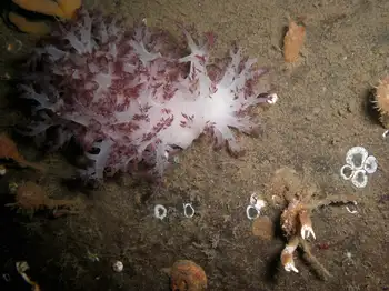 Red Dendronotid