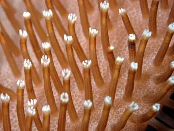 Coral