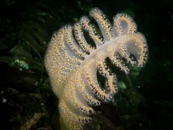 Ptilosarcus gurneyi Sea Pen