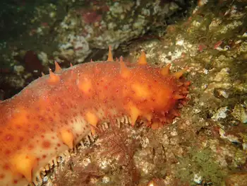 California Sea Cucumber