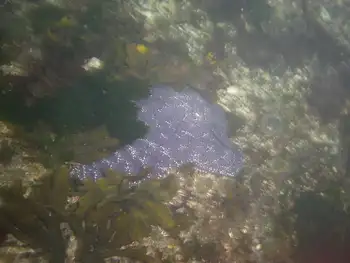 Ochre Star