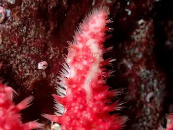 Red Banded Commensal Scale Worm