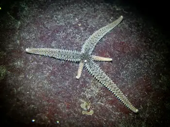 velcro star