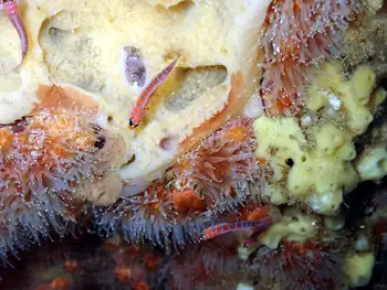 Blue Banded Goby