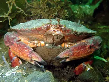 Gravid Red Rock Crab