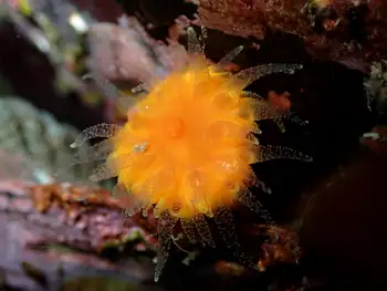 Orange Cup Coral