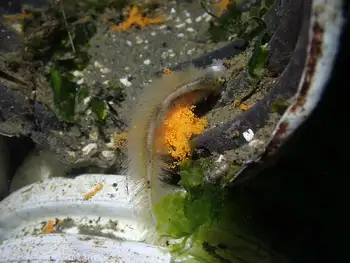 eggs crab