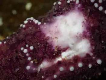 Mottled Star