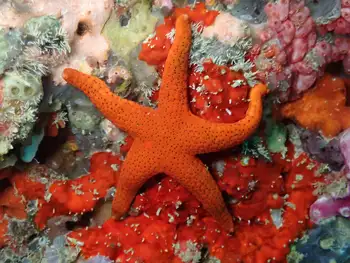 thousand pores star