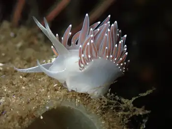 Red Flabellina Nudibranch