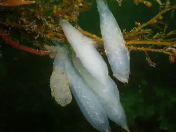 Eggs Opalescent Squid