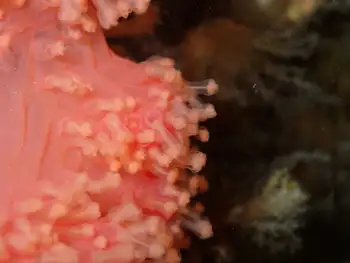 Coral