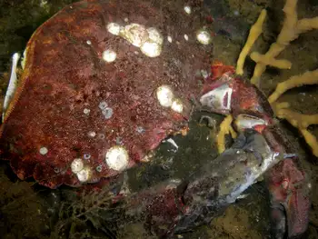 Red Rock Crab