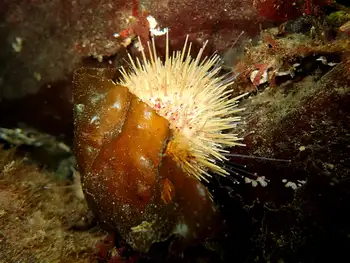 White Sea Urchin