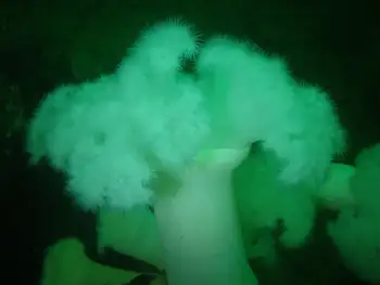 Metridium Anemone