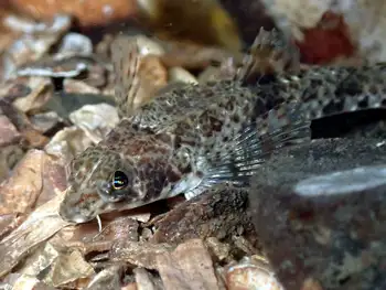 Northern Spearnose Poacher
