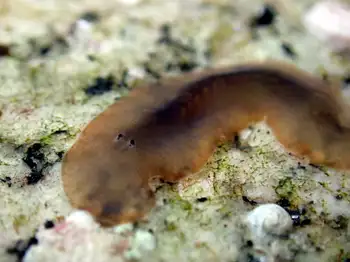 California Flat Worm
