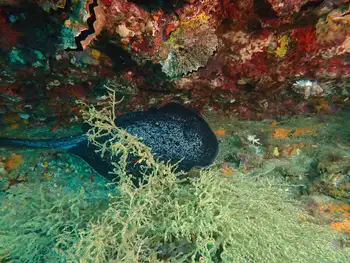 Stingray