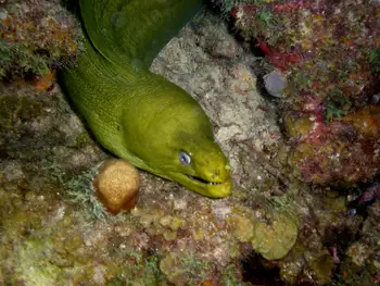 Green Moray Eel