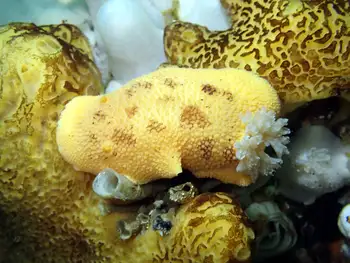 Sponge