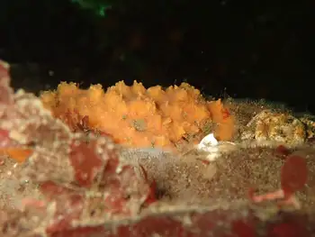 orange encrusting sponge