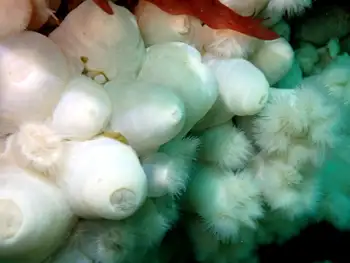 Short Plumose Anemones