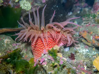 spotted anemone